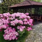 U Moni
